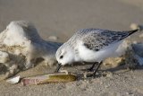 ...frißt eine schwertförmige Scheidenmuschel am Strand der Nordsee.