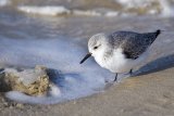 ...im seichten Wasser des Nordseestrandes.