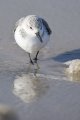 ...im seichten Wasser des Nordseestrandes.