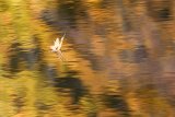 ...im Herbst. ...im Herbst.