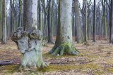 beim Ostseebad Nienhagen