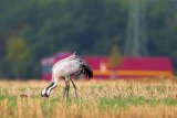 ...lassen sich bei der Futtersuche nicht von LKW`s stören.