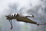 ...im Flug ...im Flug