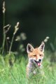 Ein Fuchs auf Nahrungssuche unweit von Glasow, nahe Teterow.