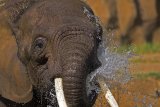 ...ein afrikanischer Elephant beim baden............