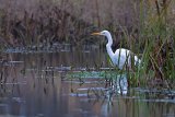 Silberreiher an der Peene bei Karnitz