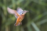 ...ein Weibchen steht wie ein Kolibri reglos in der Luft.