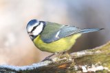 Eine Blaumeise im Winter auf Nahrungssuche