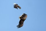 Zwei Seeadler übergeben sich in der Luft einen Hecht