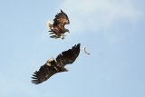 Zwei Seeadler übergeben sich in der Luft einen Hecht