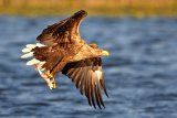 Seeadler nach erfolgreichem Fang