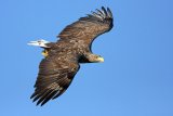 Seeadler im Suchflug über einer Wasseroberfläche