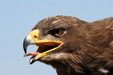 Portrait im Vogelpark Marlow.