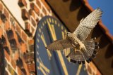 Ein Turmfalke demonstriert seine Flugkünste an der Peter und Pauls Kirche in Teterow/ Mecklenburg