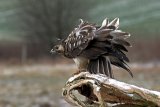 Mäusebussard am Ansitz im Wind