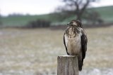 Mäusebussard auf einem Ansitz