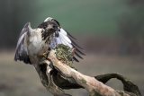 Mäusebussard im Anflug auf einen Ansitz